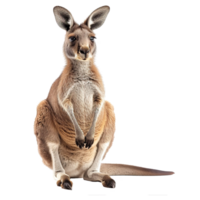 AI generated Kangaroo isolated on transparent background png