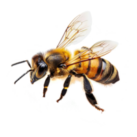 ai generado abeja aislado en transparente antecedentes png