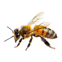 AI generated Honeybee isolated on transparent background png