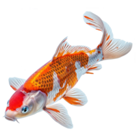 AI generated Koi fish isolated on transparent background png