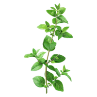 AI generated Gresh green basil leaf isolated on transparent background png