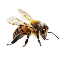 AI generated Honeybee isolated on transparent background png