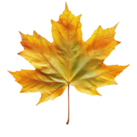 AI generated Autumn maple leaf isolated on transparent background png