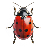 ai généré coccinelle isolé sur transparent Contexte png