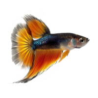 AI generated Guppy fish isoalted on transparent background png