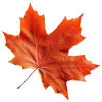 AI generated Autumn maple leaf isolated on transparent background png