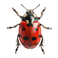 ai généré coccinelle isolé sur transparent Contexte png