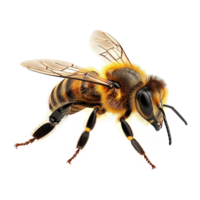 AI generated Honeybee isolated on transparent background png