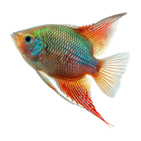 AI generated Gourami tropical fish isolated on transparent background png