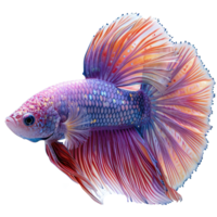 ai generado media Luna platino Betta pescado aislado en transparente antecedentes png