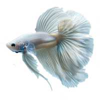 ai generado media Luna platino Betta pescado aislado en transparente antecedentes png