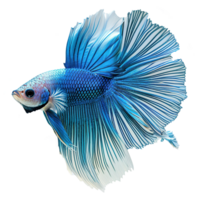 ai généré demi Lune platine betta poisson isolé sur transparent Contexte png