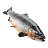ai generado salmón pescado aislado en transparente antecedentes png