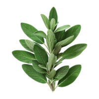 AI generated Gresh green basil leaf isolated on transparent background png