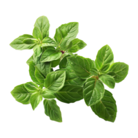 AI generated Gresh green basil leaf isolated on transparent background png