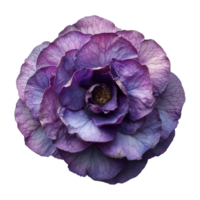 AI generated Purple rose flower isolated on transparent background png