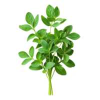 AI generated Gresh green basil leaf isolated on transparent background png