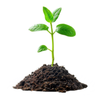 AI generated Green seedling growing from soil isolated on transparent background png