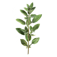 ai gegenereerd groen groen basilicum blad geïsoleerd Aan transparant achtergrond png