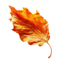 AI generated Autumn leaf isolated on transparent background png