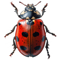 ai généré coccinelle isolé sur transparent Contexte png