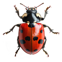 ai généré coccinelle isolé sur transparent Contexte png