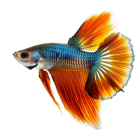 ai gerado guppy peixe isoalted em transparente fundo png