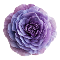 AI generated Purple rose flower isolated on transparent background png