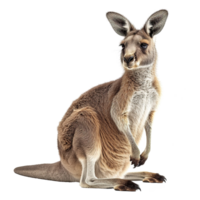 AI generated Kangaroo isolated on transparent background png