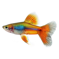 ai generiert Guppy Fisch isoalted auf transparent Hintergrund png