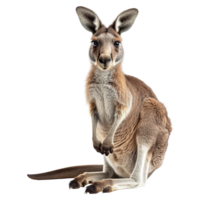 ai genererad känguru isolerat på transparent bakgrund png