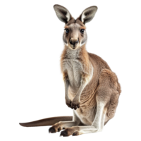 AI generated Kangaroo isolated on transparent background png