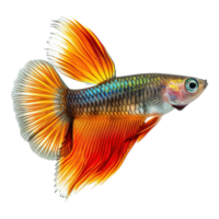 AI generated Guppy fish isoalted on transparent background png