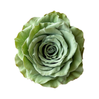 AI generated Green rose flower isolated on transparent background png