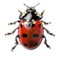 ai généré coccinelle isolé sur transparent Contexte png