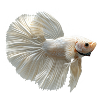 AI generated Halfmoon platinum betta fish isolated on transparent background png