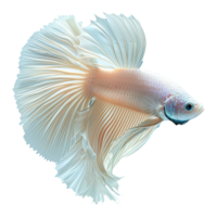 AI generated Halfmoon platinum betta fish isolated on transparent background png