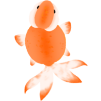 söt guldfisk fisk illustration simning akvarium djur- natur under vattnet sällskapsdjur orange svans vatten- png