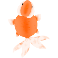 Cute Goldfish fish illustration swimming aquarium animal nature underwater pet orange tail aquatic png