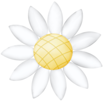 White blooming flowers png