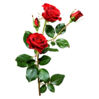 ai generiert 3d Rendern von ein rot Rose mit Blätter auf transparent Hintergrund - - ai generiert png