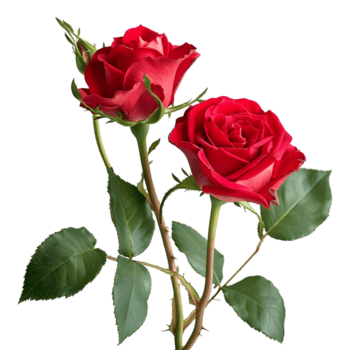 ai generiert 3d Rendern von ein rot Rose mit Blätter auf transparent Hintergrund - - ai generiert png