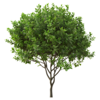 ai generado 3d representación de un verde hojas árbol en transparente antecedentes - ai generado png