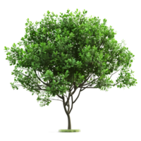 AI generated 3D Rendering of a Green Leaves Tree on Transparent Background - Ai Generated png