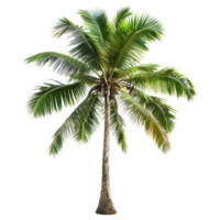 ai gegenereerd 3d renderen van een palm boom Aan transparant achtergrond - ai gegenereerd png