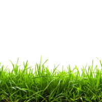 AI generated 3D Rendering of a Grass in a Footer on Transparent Background - Ai Generated png