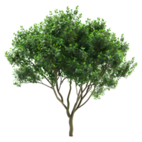 ai generado 3d representación de un verde hojas árbol en transparente antecedentes - ai generado png