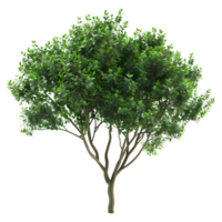 ai generado 3d representación de un verde hojas árbol en transparente antecedentes - ai generado png