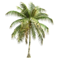 ai gegenereerd 3d renderen van een palm boom Aan transparant achtergrond - ai gegenereerd png