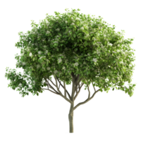 ai genererad 3d tolkning av en grön löv träd på transparent bakgrund - ai genererad png